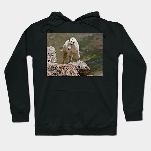 Mountain Goat Hoodie by algill